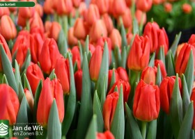 Tulipa Sunbelt ® (3)